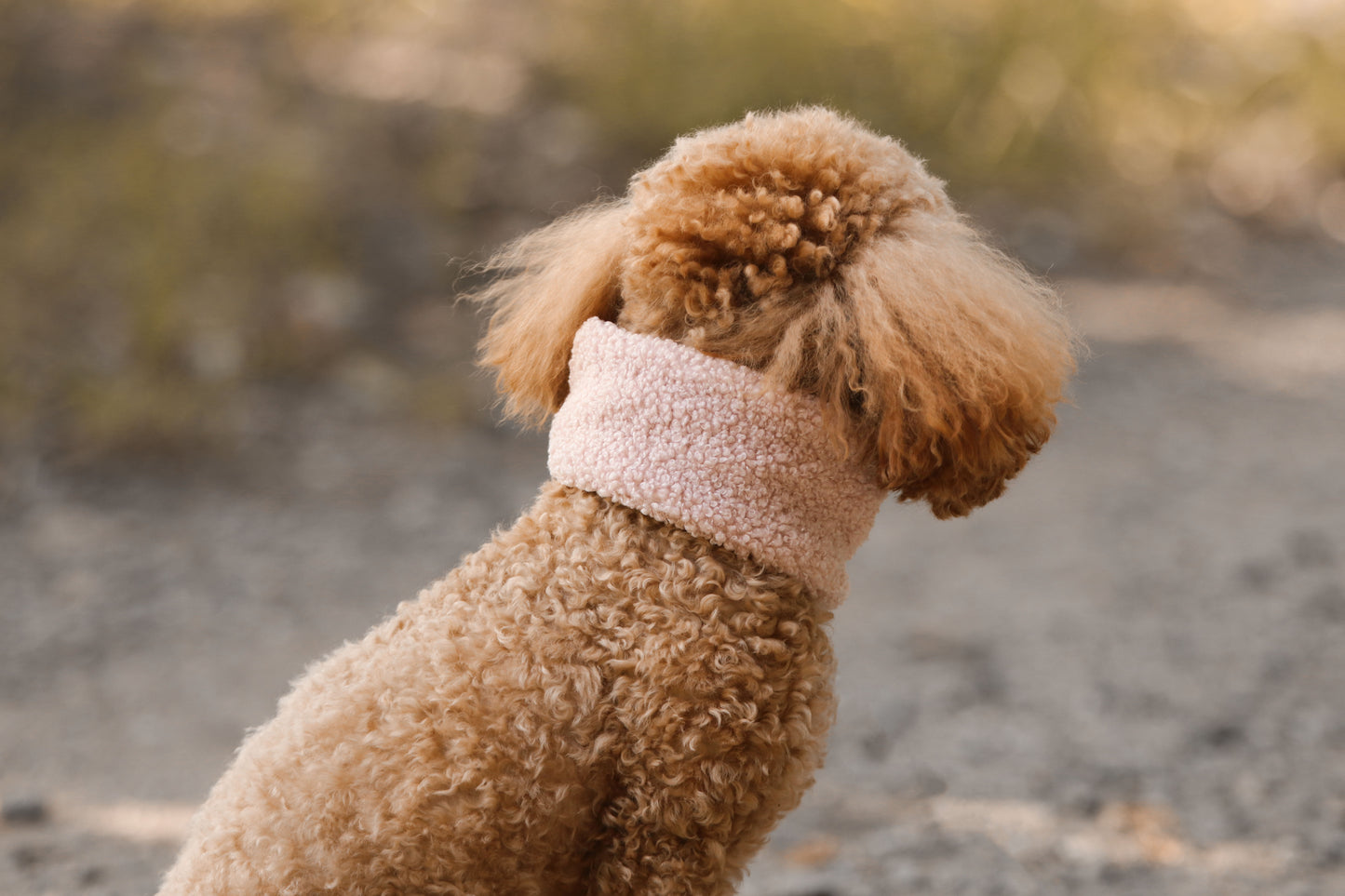 Hunde Loop Fluffy