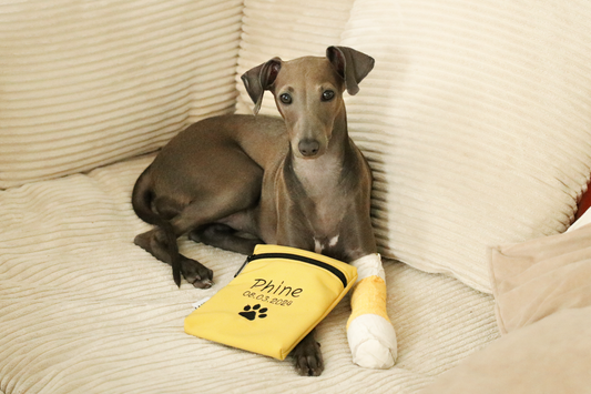 Impfpasshülle Basic