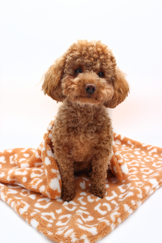 Hundedecke Leo - 60x90cm