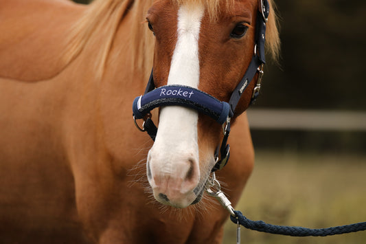 Noseband Sparkle Blau