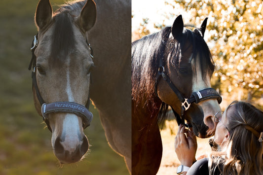 Noseband Sparkle Grau