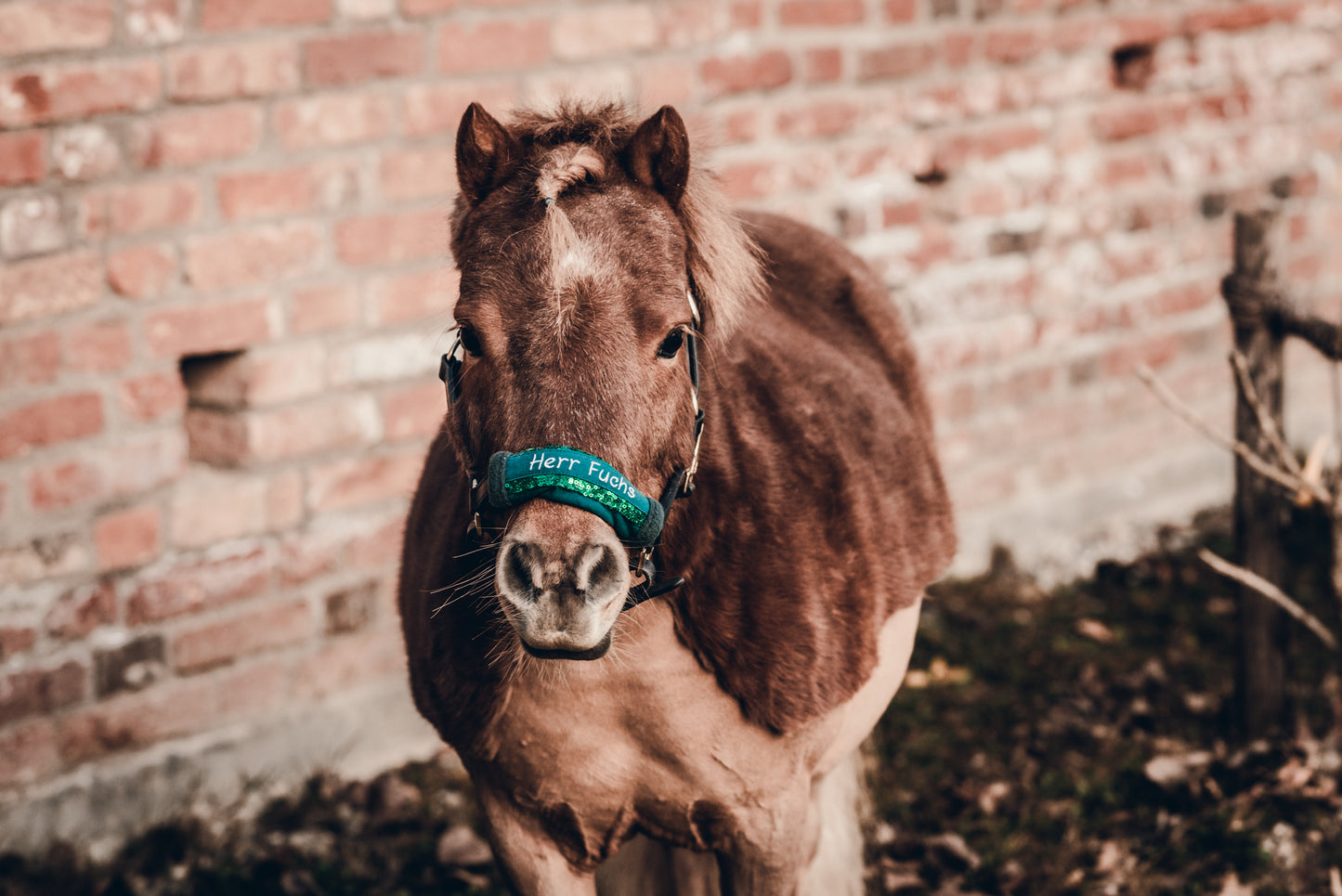 Noseband Mayfare