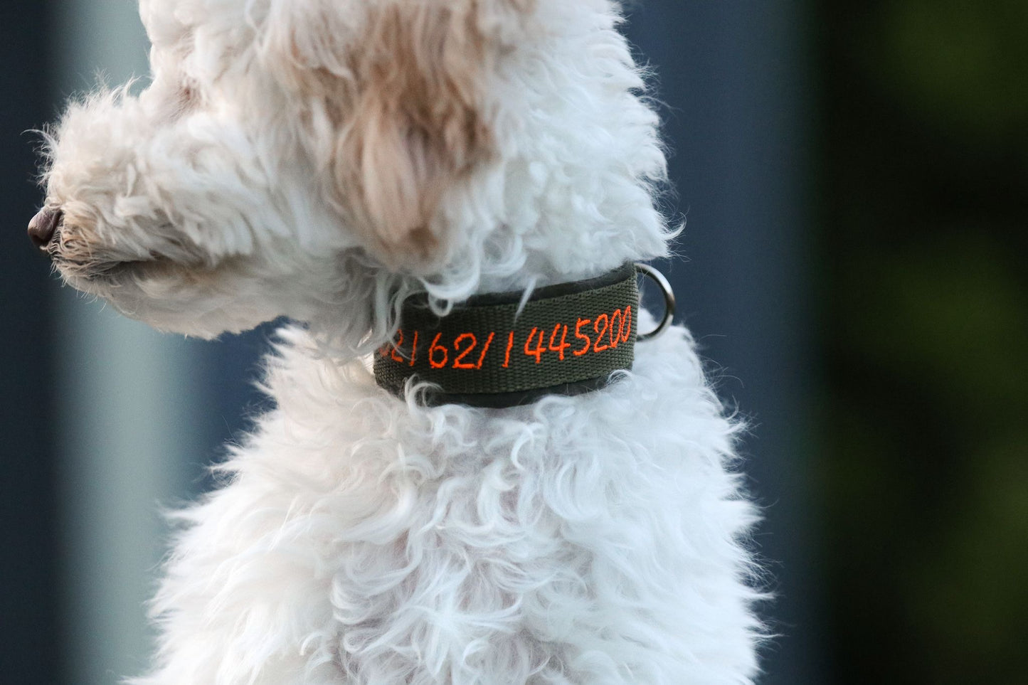 Hunde Halsband mit Name & Telefonnummer - Olive