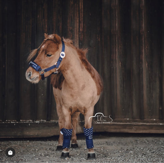 Longier Set Flavor – Mini Shetty