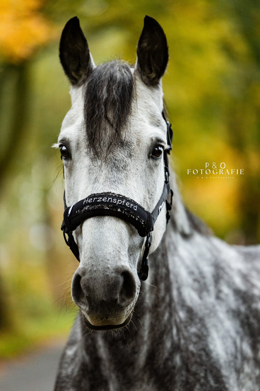 Noseband Mayfare Schwarz