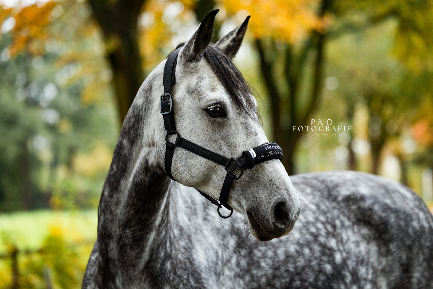 Noseband Mayfare