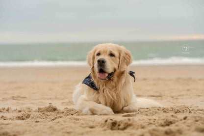 Hundehalstuch Four Seasons