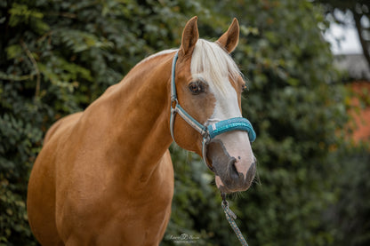 Noseband Mayfare Petrol