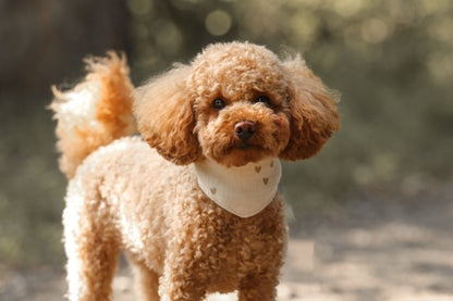 Hundehalstuch Hazel