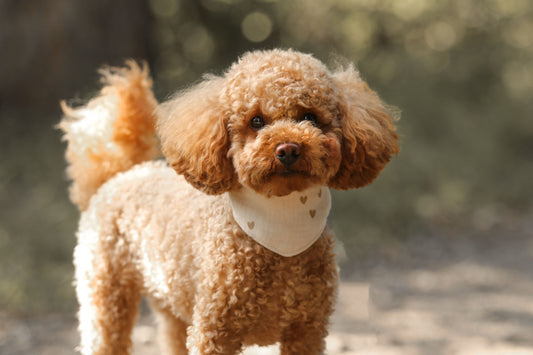 Hundehalstuch Hazel