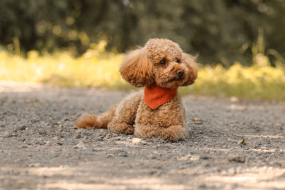 Hundehalstuch Four Seasons