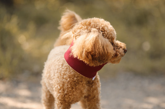 Hunde Loop Wine