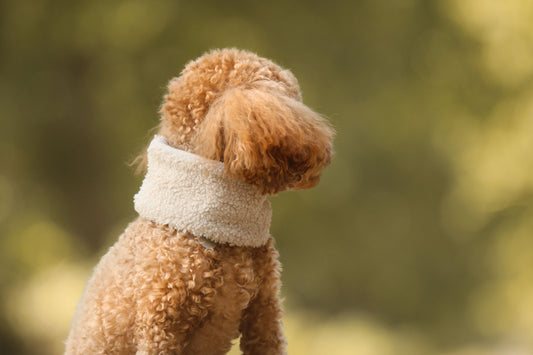 Hunde Loop Fluffy