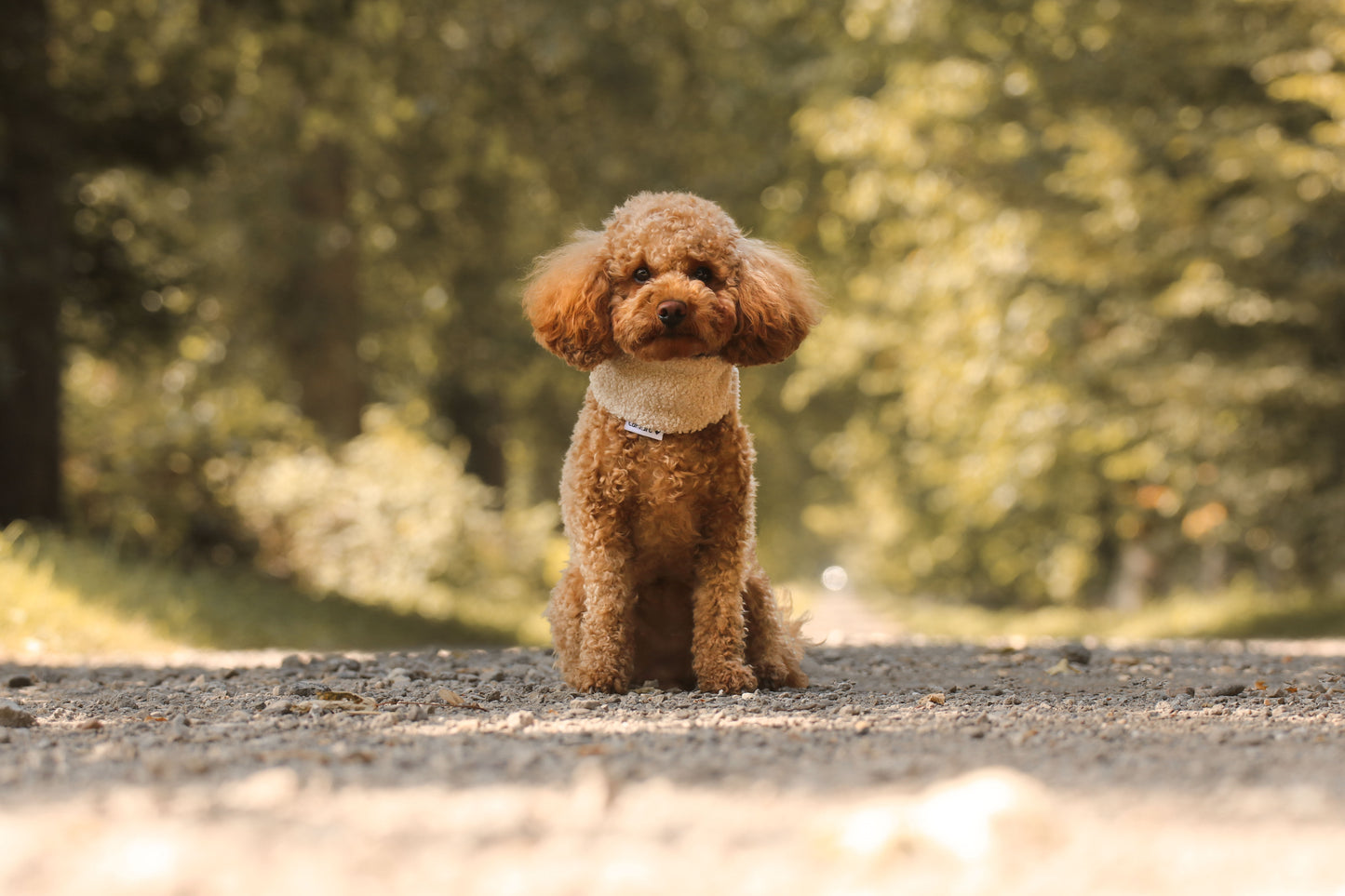 Hunde Loop Fluffy