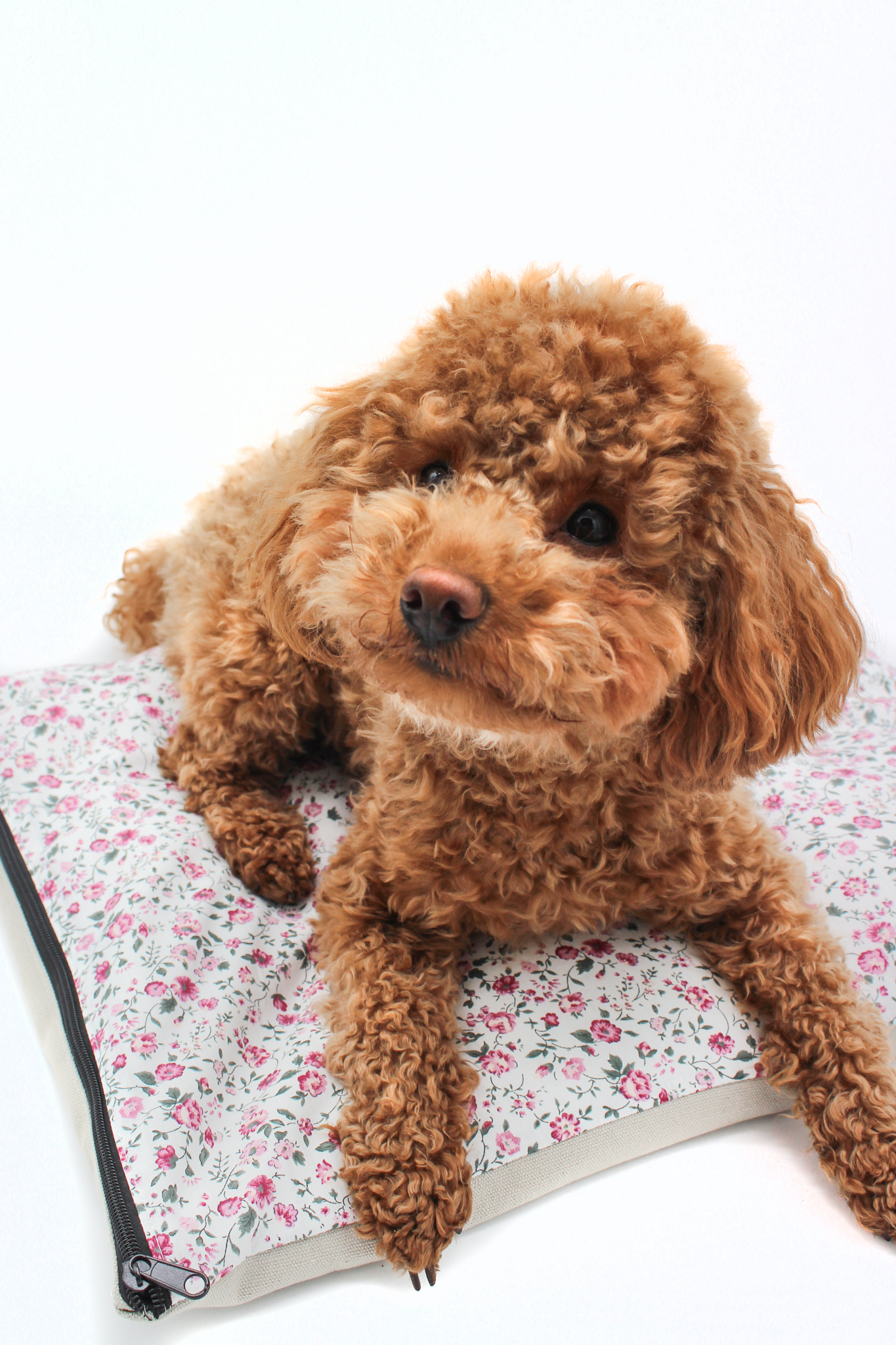 Hund mit Arthrose warm halten