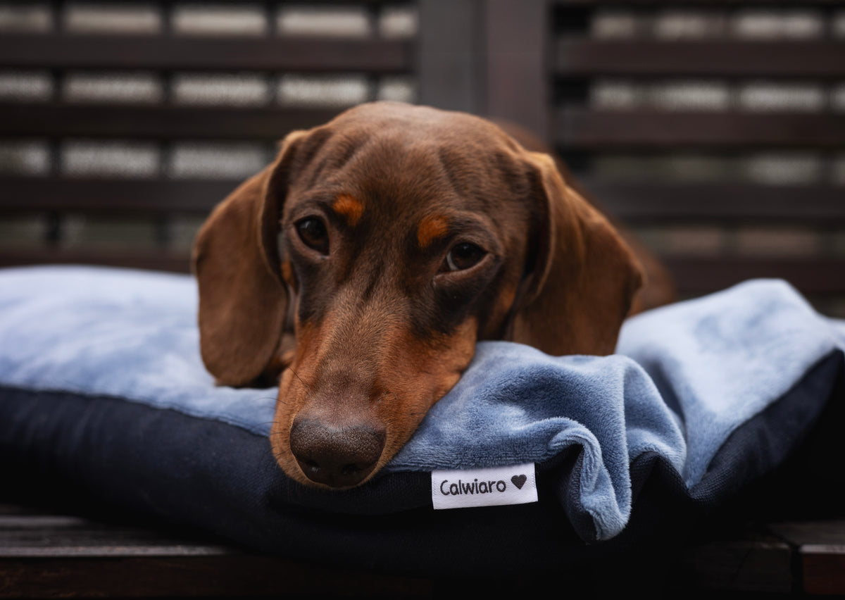 Wärmekissen für Hunde im Winter