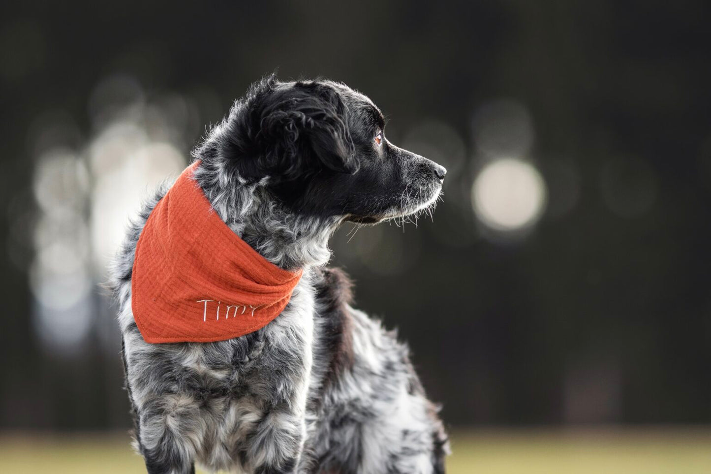 Hundegeschenk mit Name