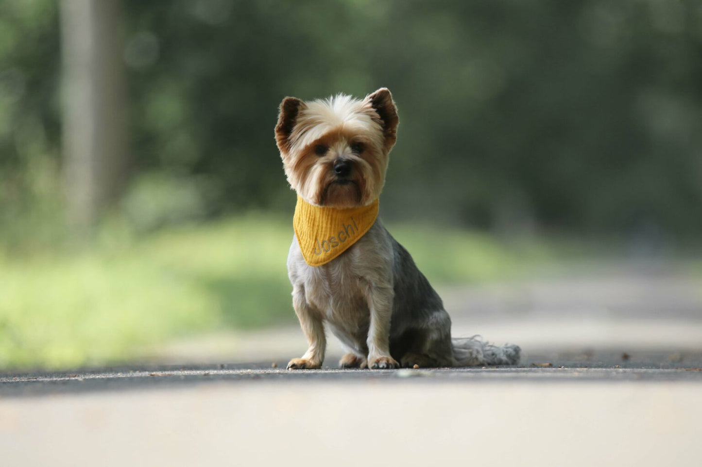 Halstuch für Hunde mit Namen