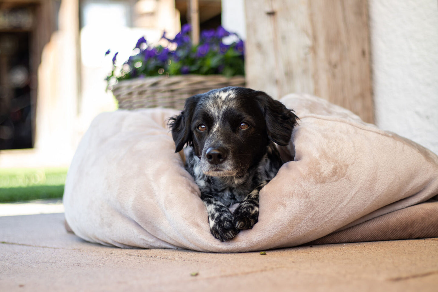 gepolsterter Schlafsack für kleine Hunde