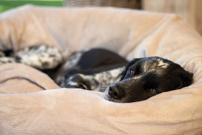Hund friert nachts