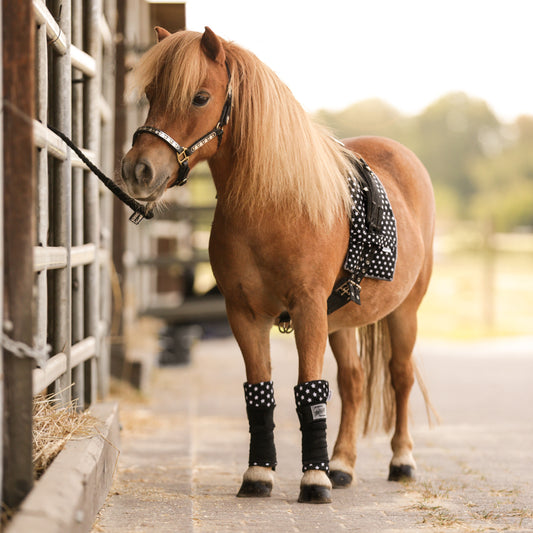 Longier-/Bodenarbeitsset Flavor – Mini Shetty