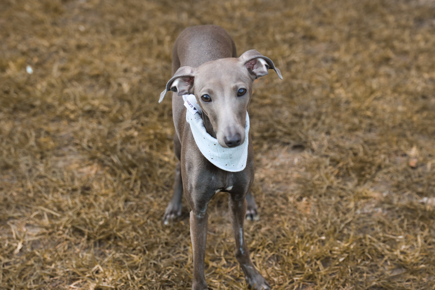 Hundehalstuch Four Seasons