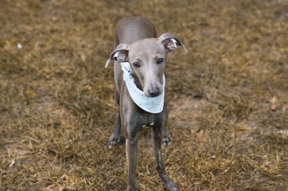 Hundehalstuch Four Seasons