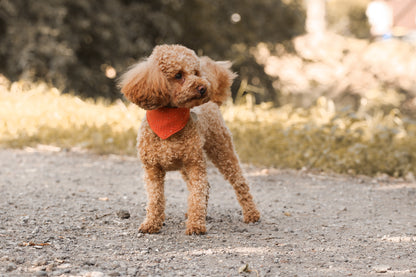 Hundehalstuch Four Seasons