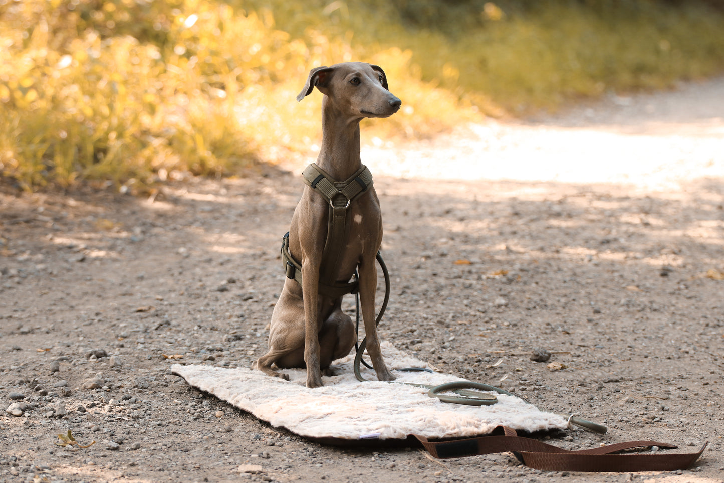 Outdoordecke Hazel - H/W 2025