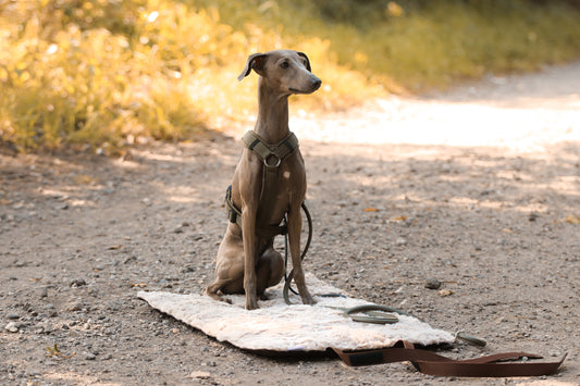 Outdoordecke Hazel - H/W 2025