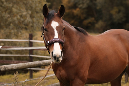 Noseband Mayfare Braun