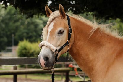 Noseband Mayfair Beige