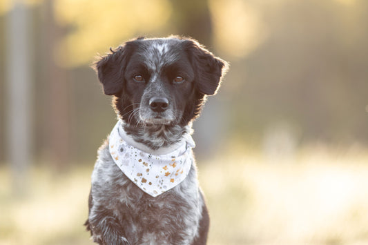 Hundehalstuch Four Seasons