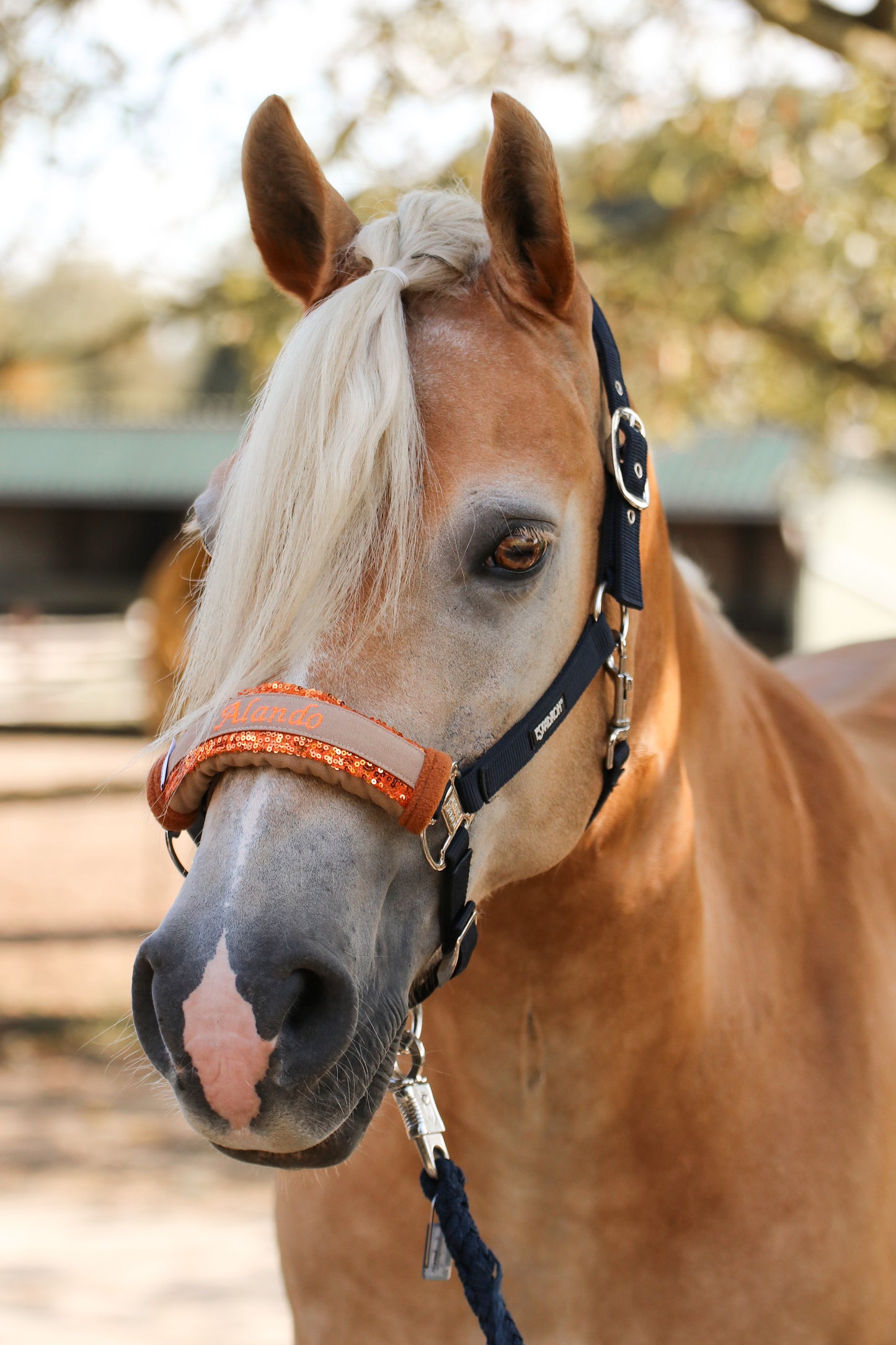 Noseband Mayfare Pink