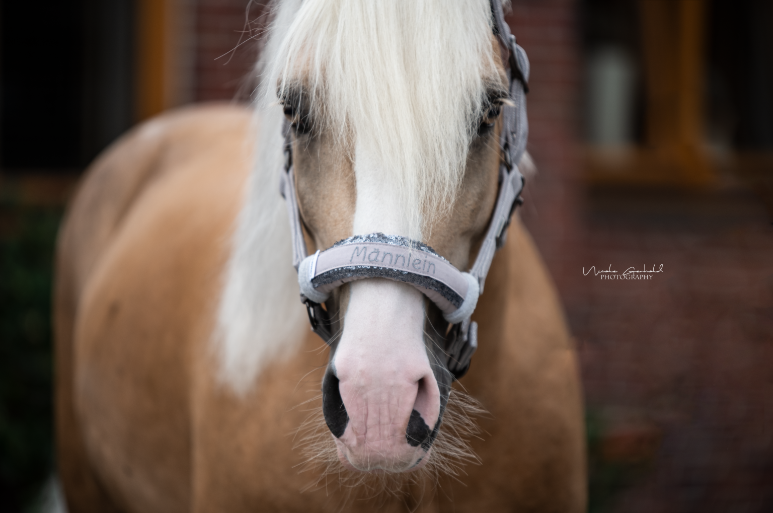 Klett Namensband Pferd