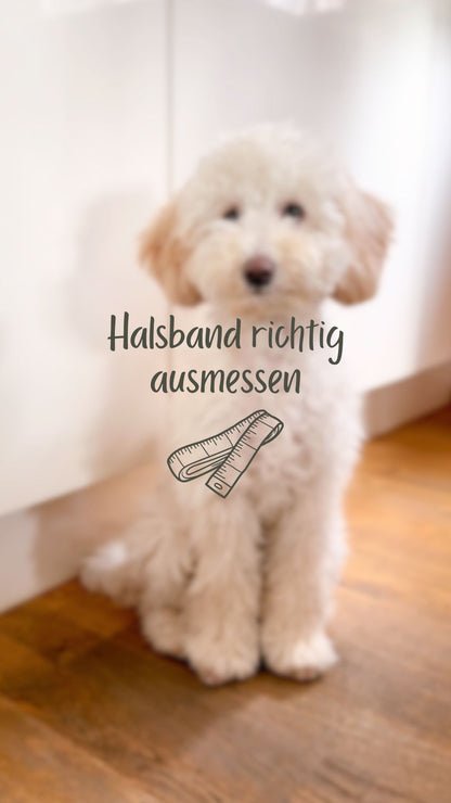 Hunde Halsband mit Name & Telefonnummer - Olive